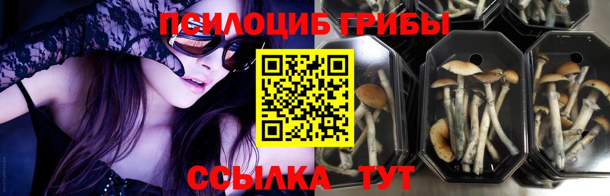 Псилоцибиновые грибы Psilocybe Кулебаки